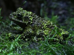 Kumpulan Potret Fenomena Alam yang Unik Tanpa Editan