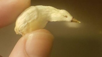 Bawang putih ini seperti burung tanpa kaki. Foto: Brightside