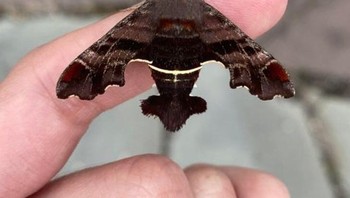 Serangga ngengat yang tampak seperti pesawat jet tempur. Foto: Brightside