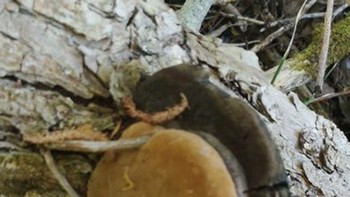 Jamur yang terlihat seperti burger keju. Foto: Brightside