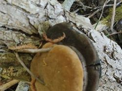 Kumpulan Potret Fenomena Alam yang Unik Tanpa Editan