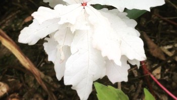 Bunga yang alami albino sehingga membuatnya berwarna putih sepenuhnya. Foto: Brightside