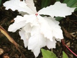 Kumpulan Potret Fenomena Alam yang Unik Tanpa Editan