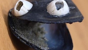 “Saya menemukan kerang dengan mata googly alami.” Foto: Brightside