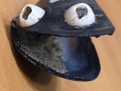 Kumpulan Potret Fenomena Alam yang Unik Tanpa Editan