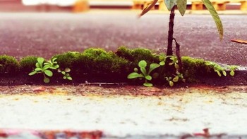 Sepetak lumut di halaman belakang yang terlihat seperti pulau tropis kecil dengan pohon kelapa. Foto: Brightside