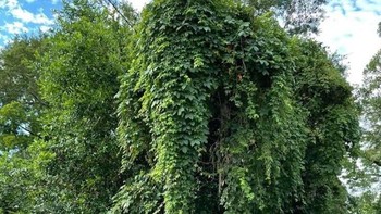 Tanaman rambat yang tampak seperti gajah. Foto: Brightside