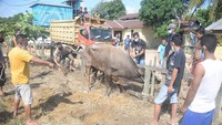 Hewan kurban yang dilakukan penyembelihan ini beratnya sekitar 500 kilogram, dan kemudian daging sapi  dibagikan kepada warga.