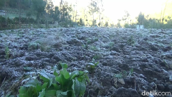 Peristiwa ini terjadi mulai dini hari hingga pagi hari sebelum matahari terbit, karena suhu dingin dikawasan gunung Semeru. Bunga es ini akan kembali mencair menjadi embun saat matahari terbit.  Peristiwa ini terjadi mulai dini hari hingga pagi hari sebelum matahari terbit, karena suhu dingin dikawasan gunung Semeru. Bunga es ini akan kembali mencair menjadi embun saat matahari terbit. Â