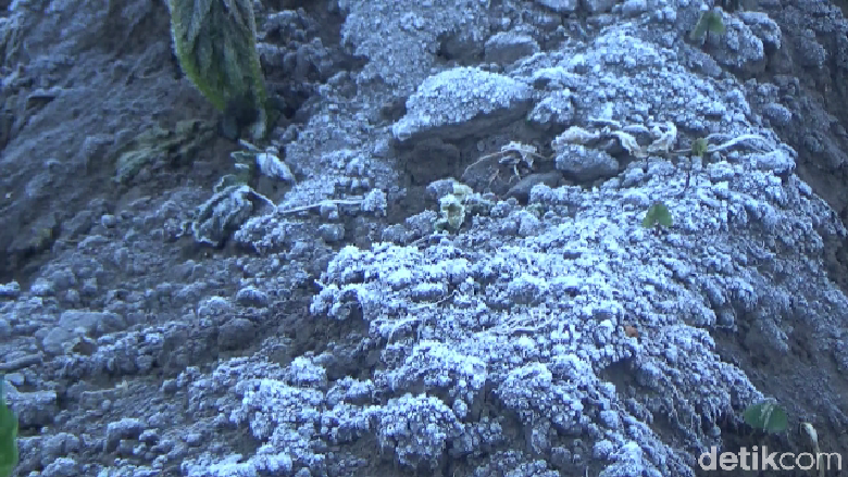Fenomena embun es atau fros kembali menyelimuti kawasan Gunung Semeru. Dedaunan tanaman serta tanah berwarna putih akibat embun es.