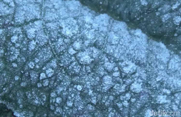 Embun Es Kembali Selimuti Semeru