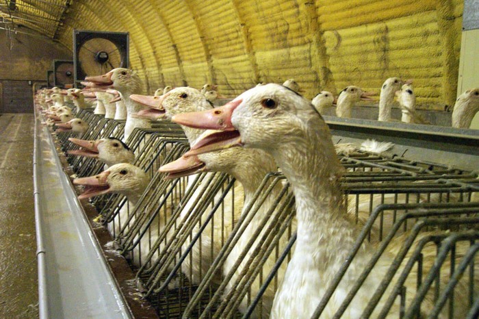 Sisca Kohl Dikritik karena Makan Foie Gras, Ini 5 Fakta Produksi Foie Gras