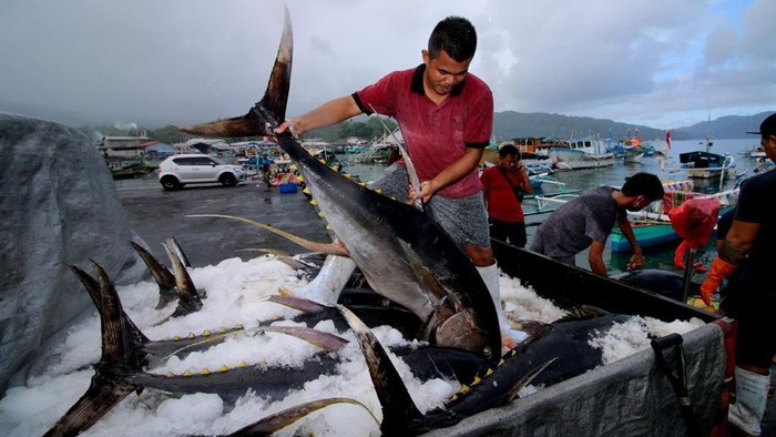 Ikan hasil nelayan.