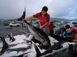 PMII Ingin Proyek Lumbung Ikan Nasional di Maluku Lanjut