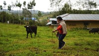 Lilia dan anak-anaknya akan pindah ke ibukota Lima dengan membawa beberapa tas berisi makanan yang dibuat sendiri di rumah mereka dan susu sapi segar hasil perahannya. AP Photo/Franklin Briceno  