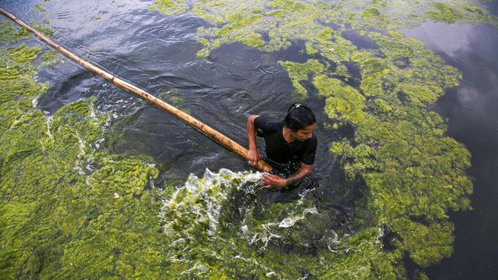 Kolam Tertua di Nepal Dibersihkan Ganggang mengotori kolam Kamal Pokhari di Kathmandu, Nepal. Saat ini proses pembersihan telah dilakukan di salah satu kolam tertua di Nepal tersebut.