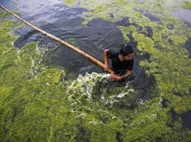 Fotosintesis Ganggang dapat Jadi Sumber Listrik? Begini Cara Kerjanya
