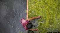Saat ini salah satu kolam tertua dan bersejarah itu sedang menjalani restorasi.