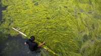 Pekerja membersihkan ganggang yang mengotori kolam Kamal Pokhari di Kathmandu, Nepal.