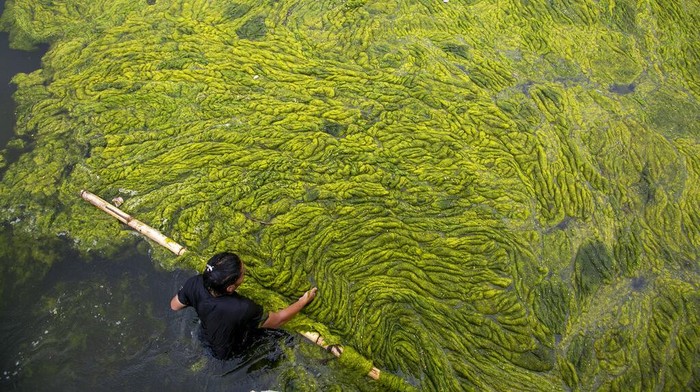 Kolam Tertua di Nepal Dibersihkan Ganggang mengotori kolam Kamal Pokhari di Kathmandu, Nepal. Saat ini proses pembersihan telah dilakukan di salah satu kolam tertua di Nepal tersebut.