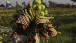 Menengok Para Petani Bunga Teratai di Kamboja