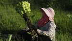 Menengok Para Petani Bunga Teratai di Kamboja