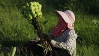 Di Kamboja, bunga teratai sangat populer.  
