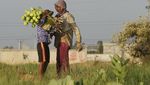 Menengok Para Petani Bunga Teratai di Kamboja