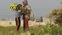 Bahkan masyarakat Kamboja menjadikannya sebagai makanan ringan. Bunga Teratai biasa dijadikan camilan teman mengobrol di kedai atau warung-warung pinggir jalan.   
