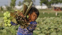 Seorang anak membantu orang tuanya mengumpulkan bunga teratai di desa Krasaing Chrum, pinggiran Phnom Penh, Kamboja.  