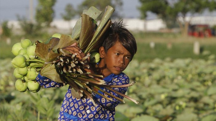 Menengok Para Petani Bunga Teratai di Kamboja A boy helps his father collect lotus flowers to sell in the market in Krasaing Chrum village on the outskirts of Phnom Penh, Cambodia, Thursday, July 22, 2021. (AP Photo/Heng Sinith)