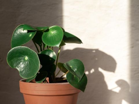 Peperomia raindrop plant stand on concrete wall background. Home gardening. Banner with copy space.
