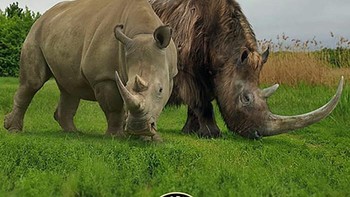 Perbandingan badak. Foto: dok Roman Uchytel via Boredpanda