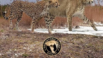 Perbandingan macan tutul. Foto: dok Roman Uchytel via Boredpanda