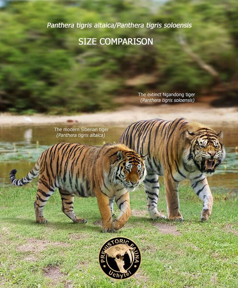 Perbandingan hewan prasejarah