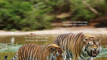 Perbandingan harimau. Foto: dok Roman Uchytel via Boredpanda