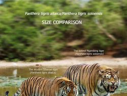 Mencengangkan! Ini Perbandingan Hewan Modern dan Nenek Moyangnya