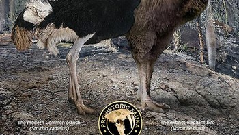 Perbandingan burung unta. Foto: dok Roman Uchytel via Boredpanda