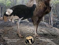 Mencengangkan! Ini Perbandingan Hewan Modern dan Nenek Moyangnya