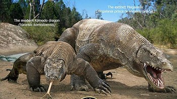 Perbandingan komodo. Foto: dok Roman Uchytel via Boredpanda