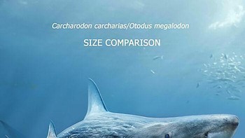 Perbandingan hiu. Foto: dok Roman Uchytel via Boredpanda