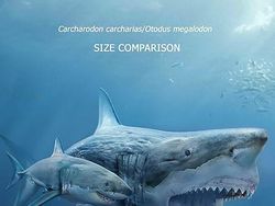 Mencengangkan! Ini Perbandingan Hewan Modern dan Nenek Moyangnya