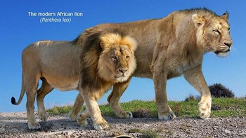 Perbandingan singa Afrika. Foto: dok Roman Uchytel via Boredpanda