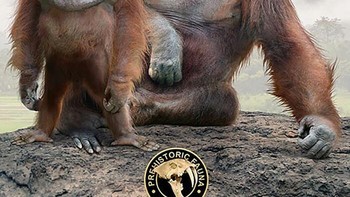 Perbandingan orangutan. Foto: dok Roman Uchytel via Boredpanda