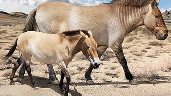 Perbandingan kuda. Foto: dok Roman Uchytel via Boredpanda