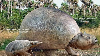 Perbandingan Armadillo. Foto: dok Roman Uchytel via Boredpanda