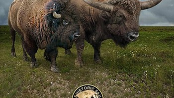 Perbandingan bison. Foto: dok Roman Uchytel via Boredpanda