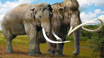 Perbandingan gajah. Foto: dok Roman Uchytel via Boredpanda