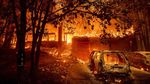 Puluhan Mobil Ludes Gegara Kebakaran Hutan