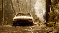 Kebakaran hutan diketahui merambat ke pemukiman warga dan membakar rumah-rumah.  